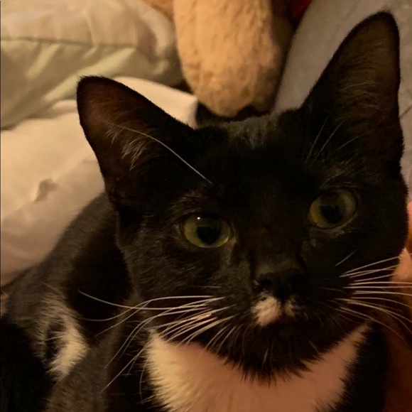 Meet your Posher, Lucy - Picture 3 of 4